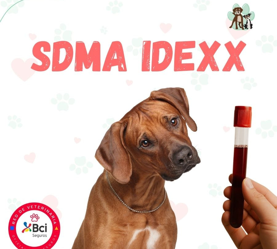 Examen SDMA IDEXX para perros y gatos en B-Pets. Ambiente petfriendly, resultados en 48 hrs y agendamiento fácil. ¡Cuidamos su bienestar físico y emocional!