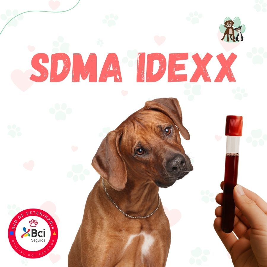Examen SDMA IDEXX para perros y gatos en B-Pets. Ambiente petfriendly, resultados en 48 hrs y agendamiento fácil. ¡Cuidamos su bienestar físico y emocional!