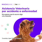 Plan Seguro Mascotas 2025 B-Pets: protección completa para perros y gatos