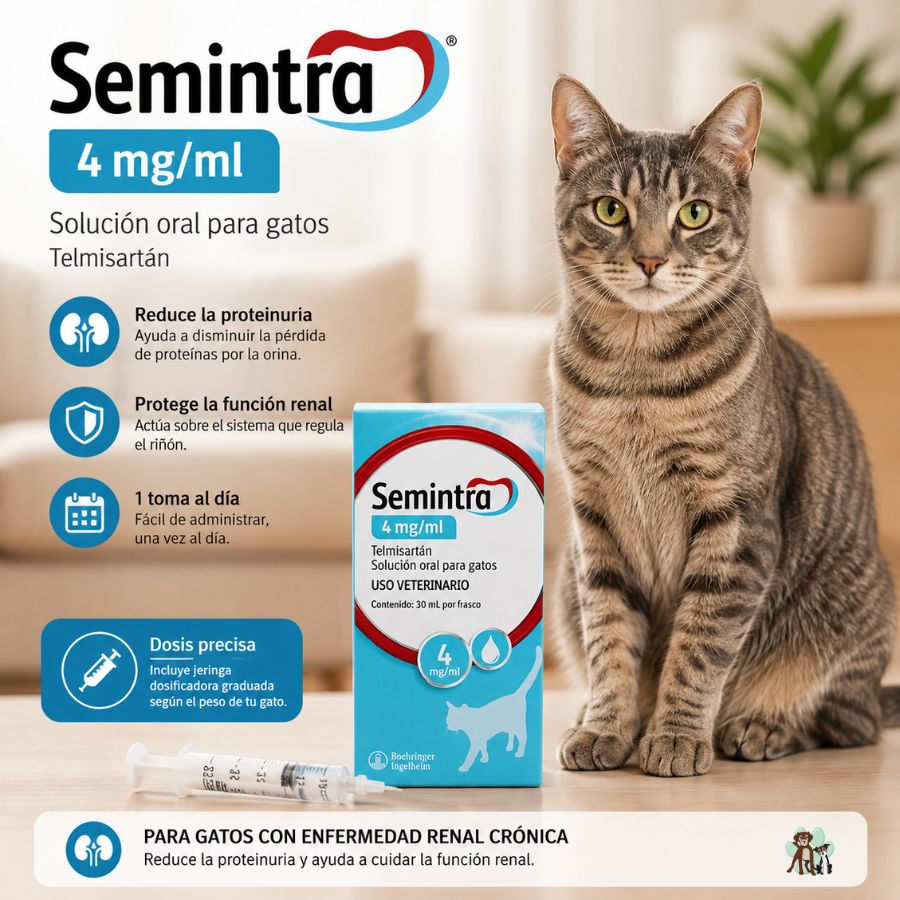 Infografía de Semintra 4 mg/ml para gatos con enfermedad renal crónica: beneficios, jeringa dosificadora y un gato