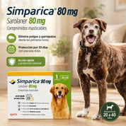 Perro junto a Simparica 80 mg: elimina pulgas y garrapatas desde las primeras horas y protege 35 días con una sola dosis