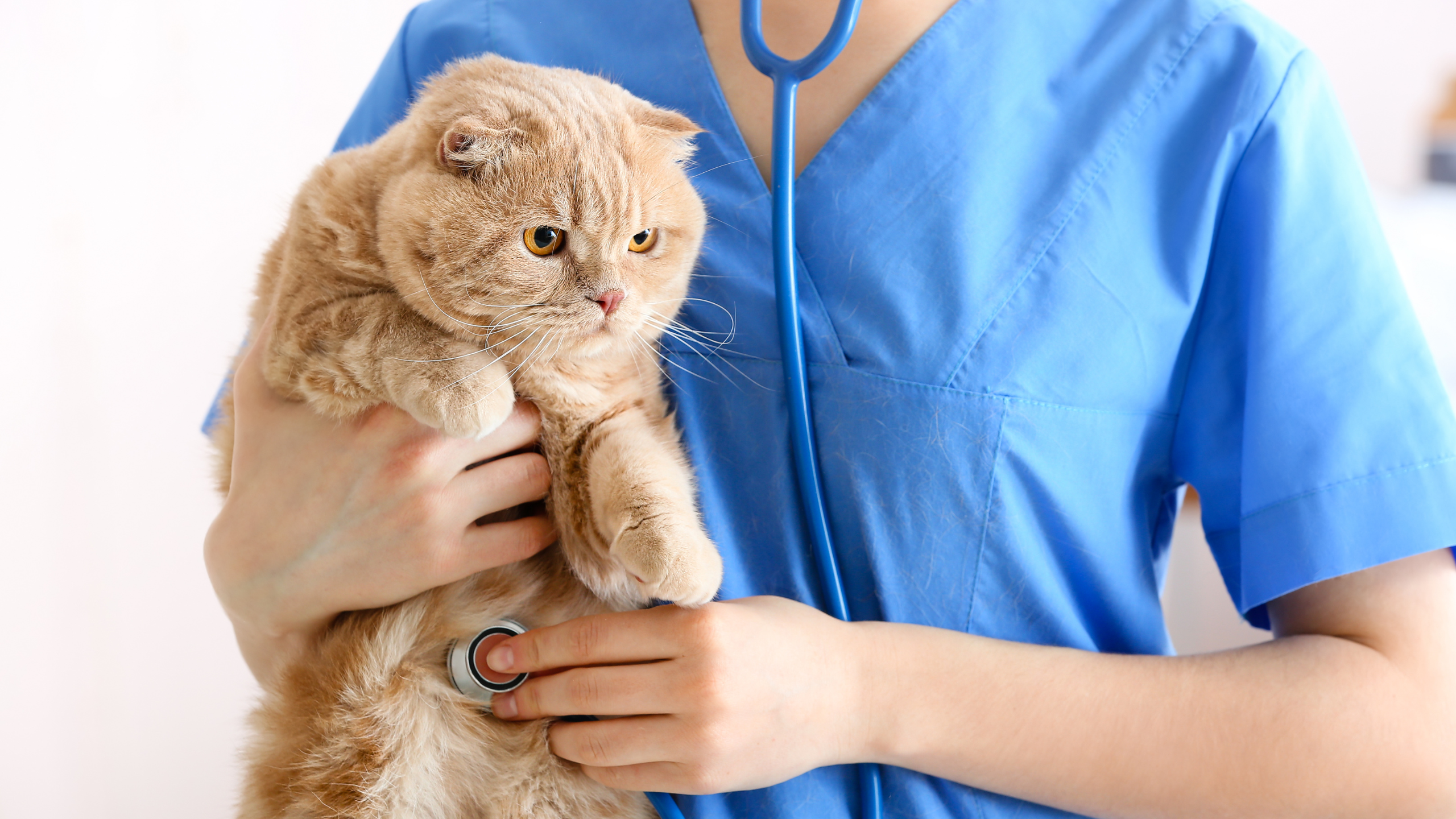 veterinaria_gatos.png